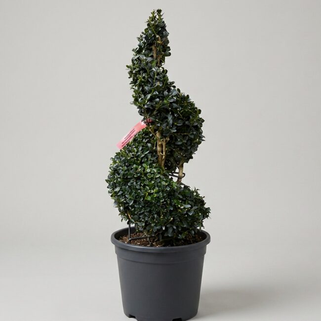 Buxus Spiral Topiary, 24 in