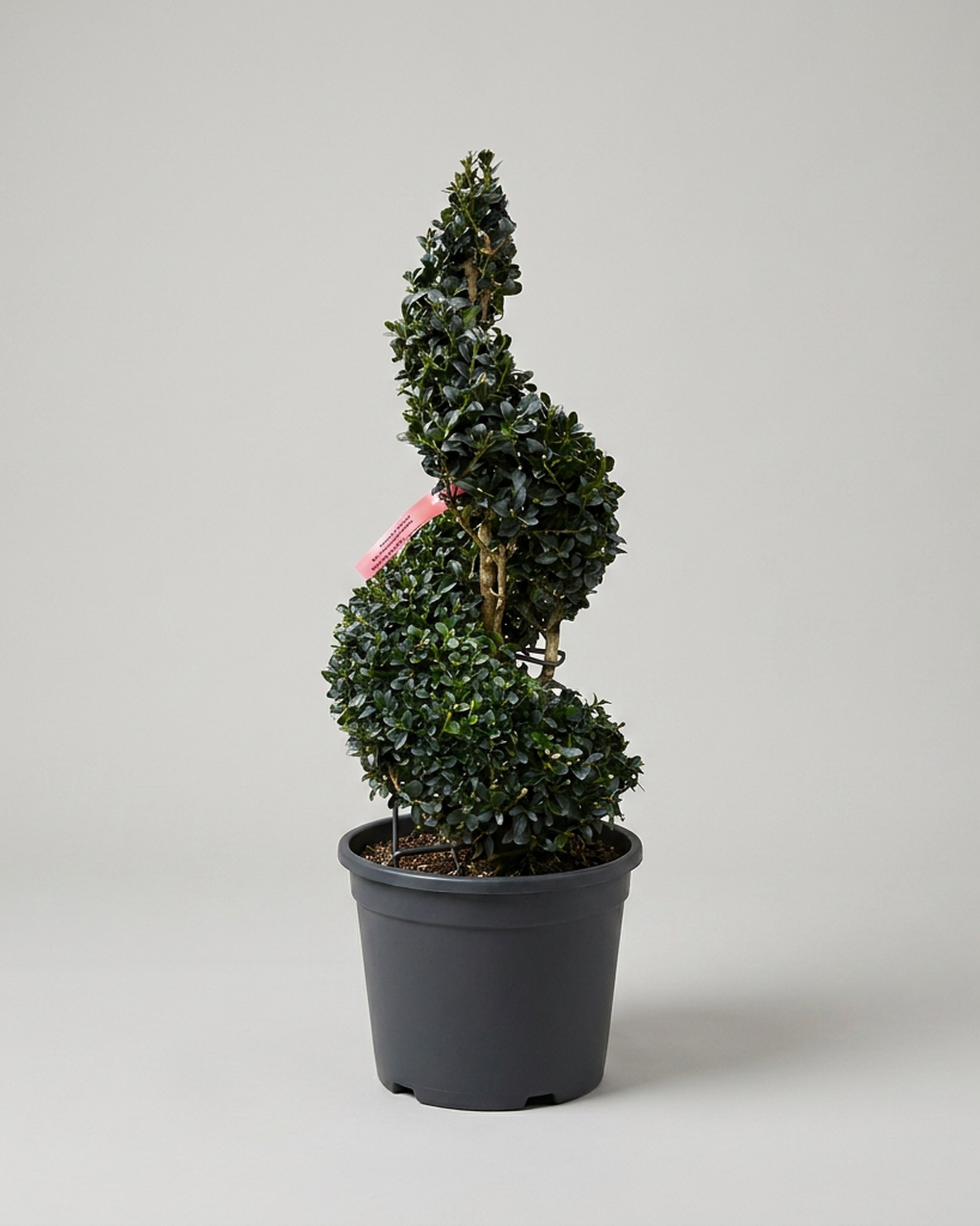 Spiral Topiary, Live, 24 in Spiral Topiary, Live, 24 in