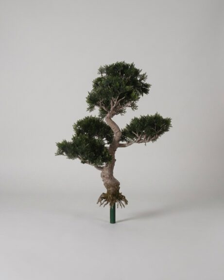 Cedar Bonsai Topiary, 65cm