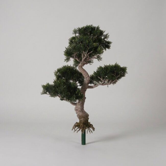 Cedar Bonsai Topiary, 65cm