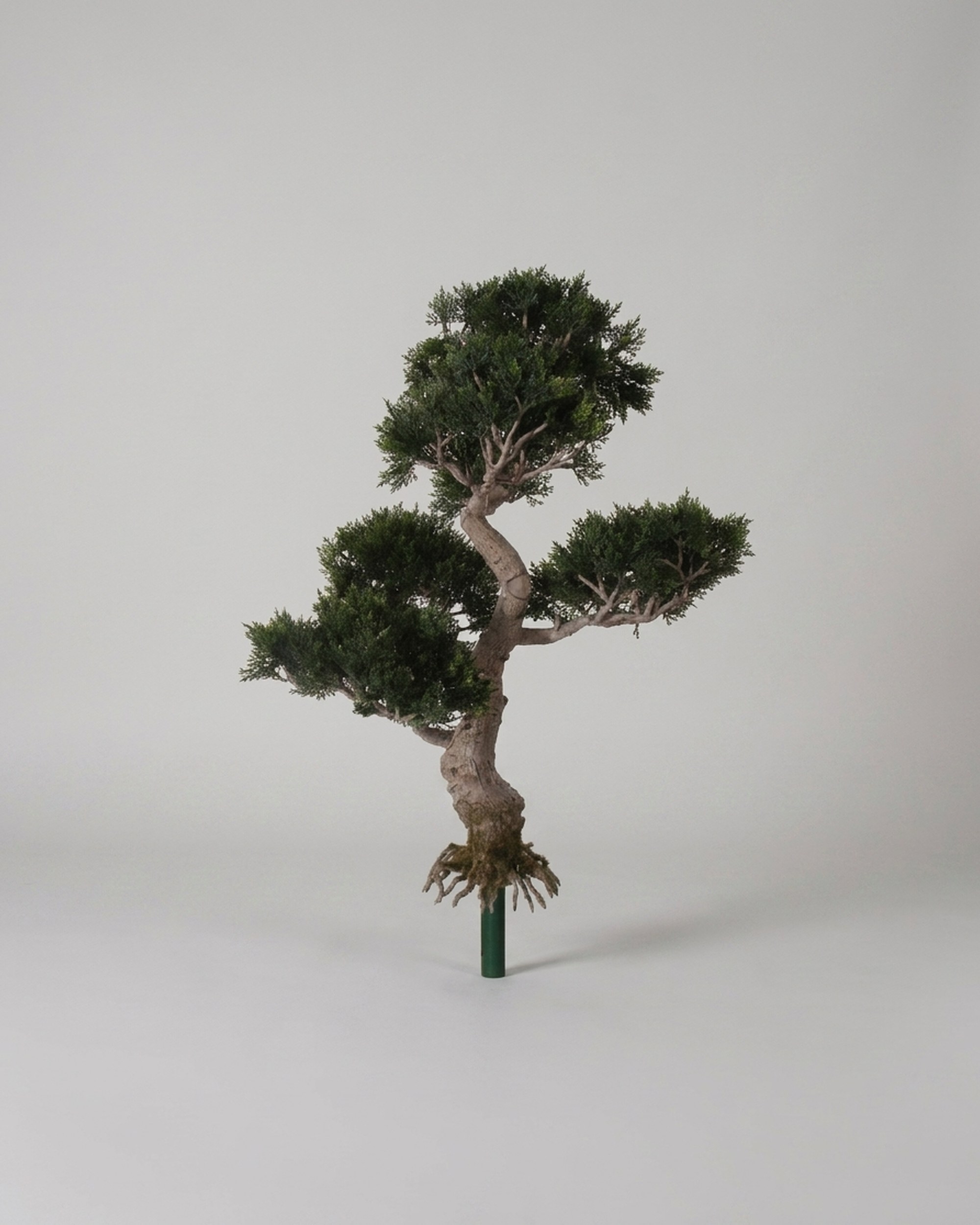 Cedar Bonsai Topiary, 50–65 cm Cedar Bonsai Topiary, 50–65 cm
