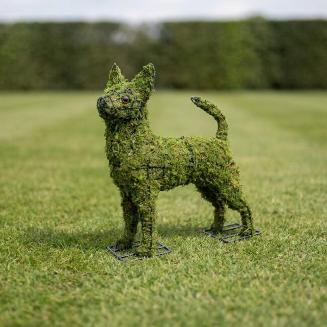 Chihuahua Topiary, 16 Inch (Mossed)