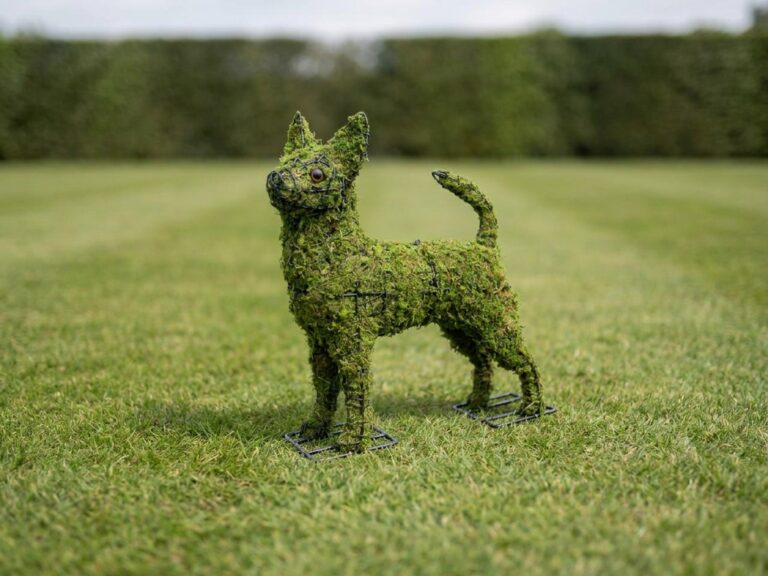 Chihuahua Topiary, 16 Inch (Mossed)