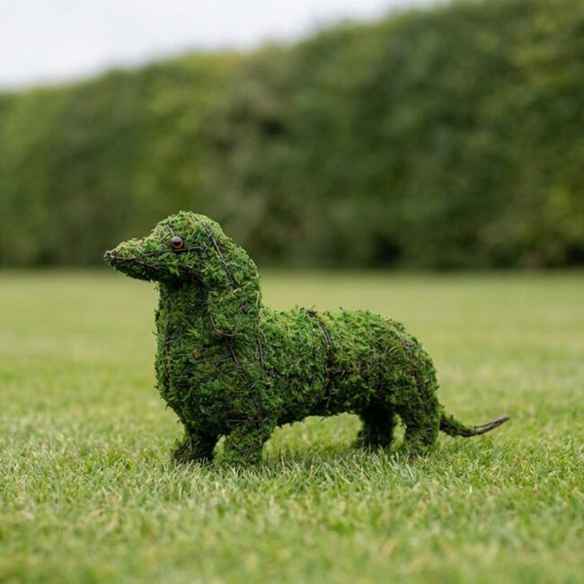 Dachshund Topiary, 13 inch Mossed