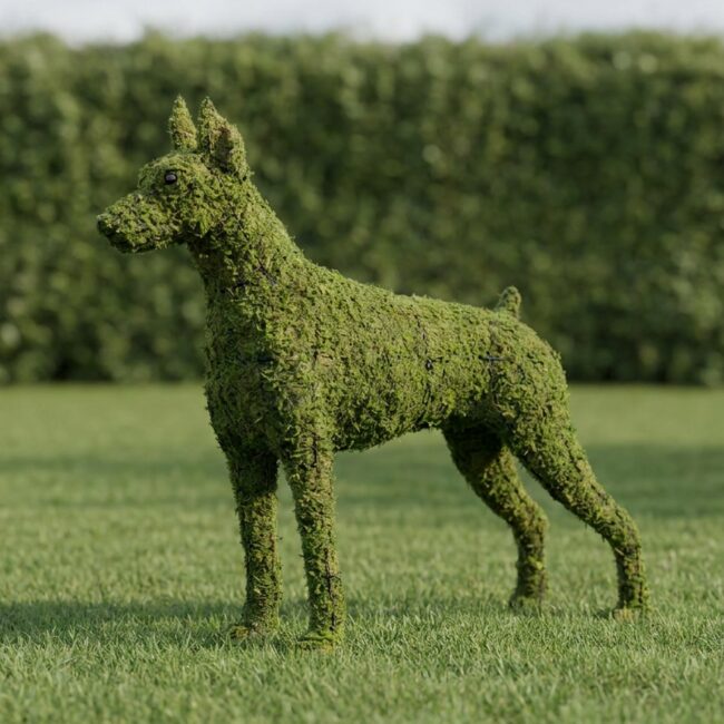 Doberman Topiary, 36 Inch (Mossed)
