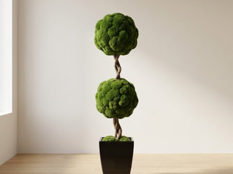 Double Ball Topiary, Preserved