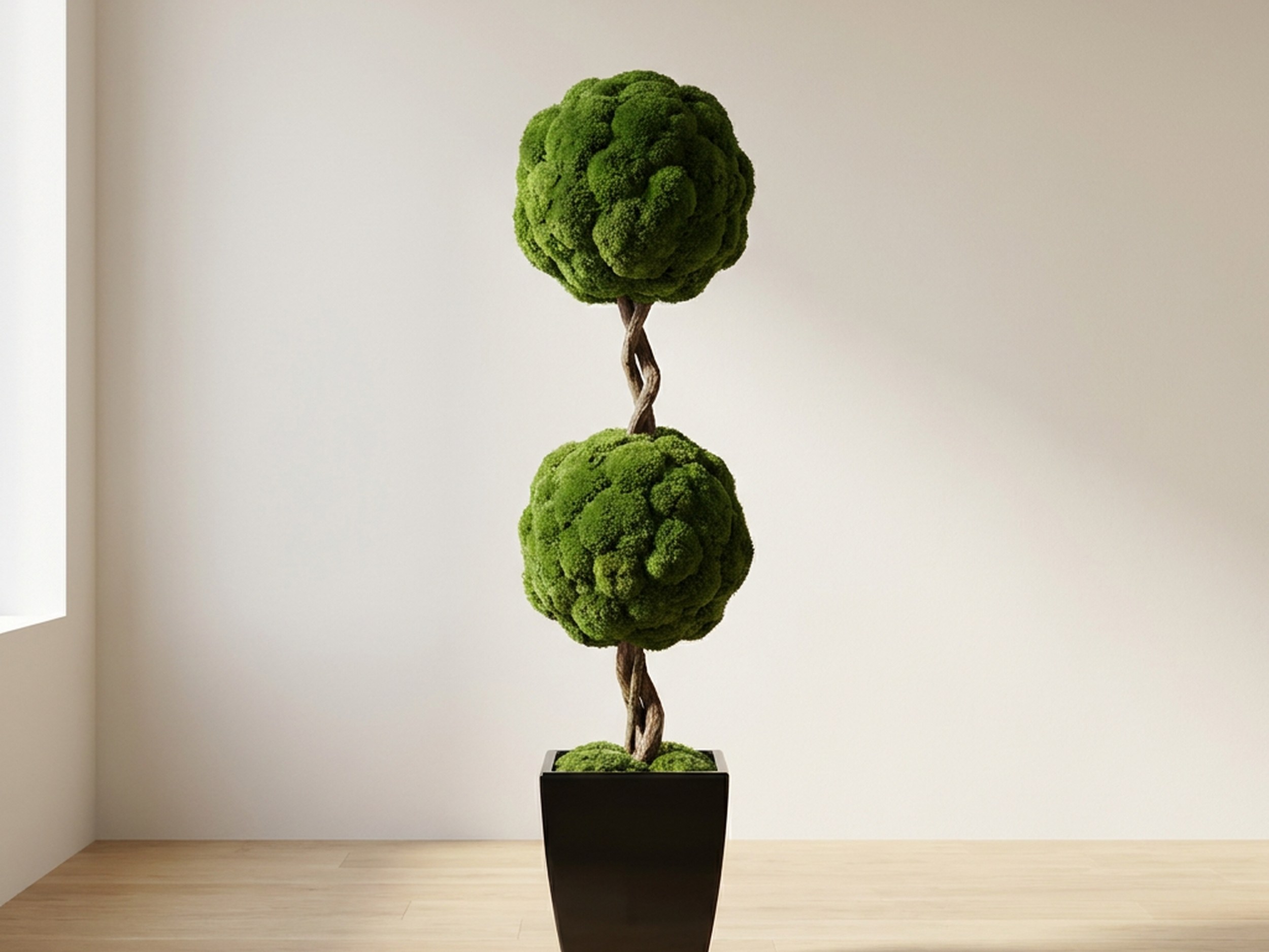 Double Ball Topiary, Preserved