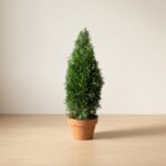 Preserved Emerald Green Arborvitae Cone Topiary, 50 in