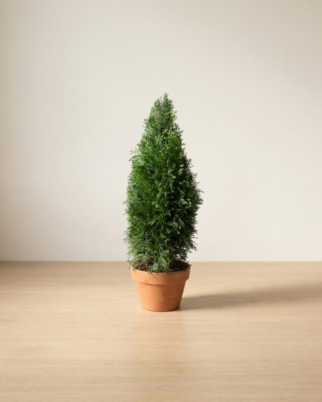 Preserved Topiary