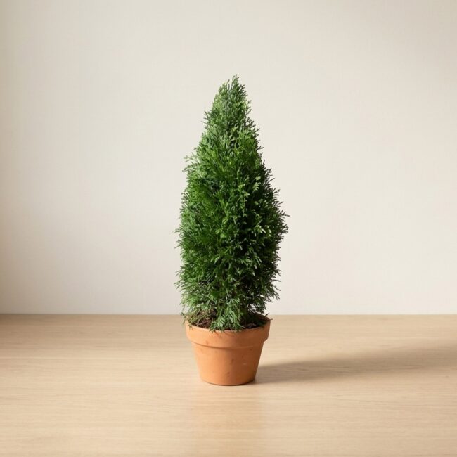 Preserved Emerald Green Arborvitae Cone Topiary, 50 in