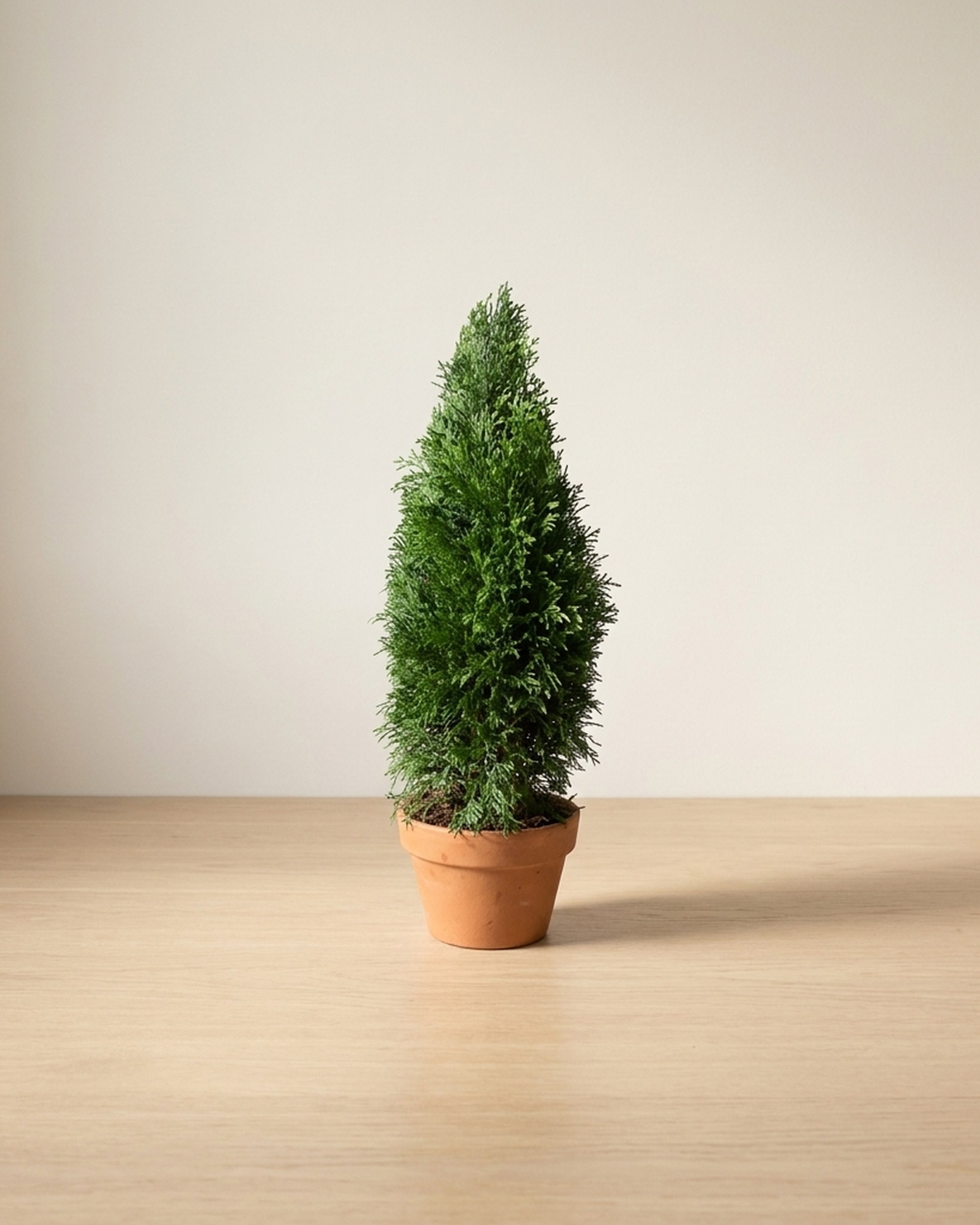 Emerald Arborvitae Cone Topiary, Preserved, 50 in Emerald Arborvitae Cone Topiary, Preserved, 50 in