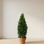 Preserved Emerald Green Arborvitae Cone Topiary, 60 inch