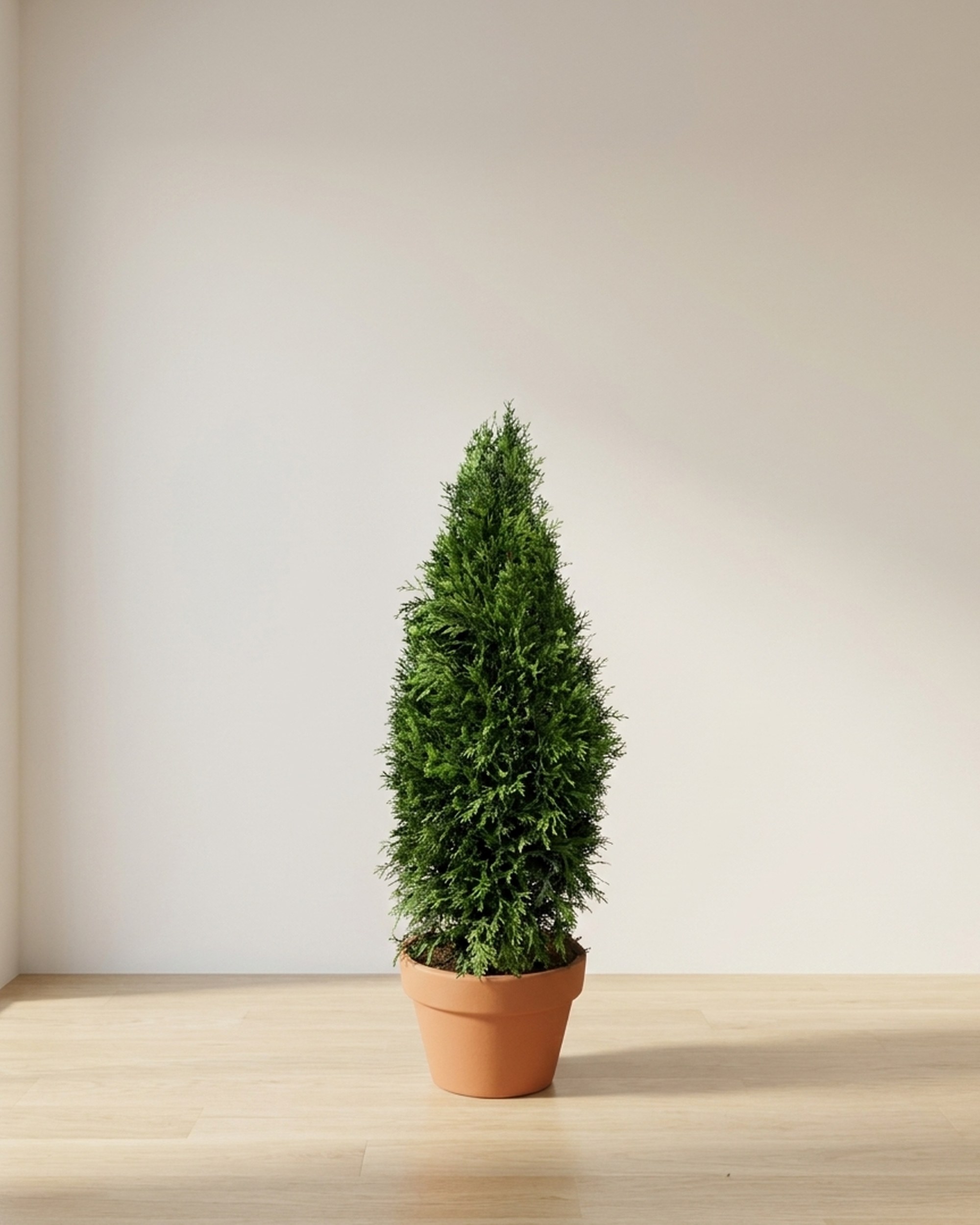 Emerald Arborvitae Cone Topiary, Preserved, 60 in Emerald Arborvitae Cone Topiary, Preserved, 60 in