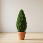 Emerald Green Arborvitae Cone Topiary, 72 inch