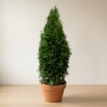 Emerald Green Arborvitae Cone Topiary, 84 inch