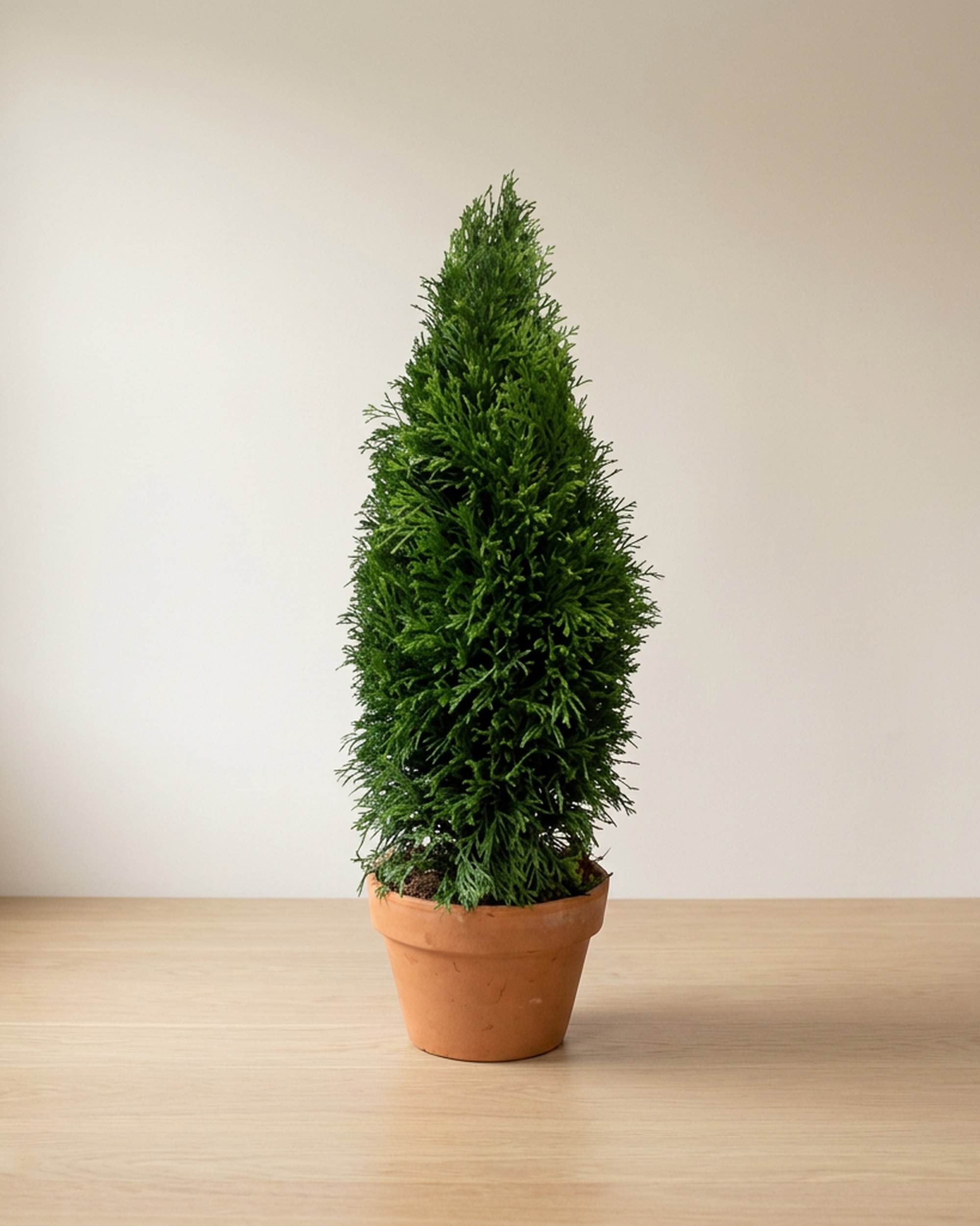 Emerald Green Arborvitae Cone Topiary, 84 inch Emerald Green Arborvitae Cone Topiary, 84 inch