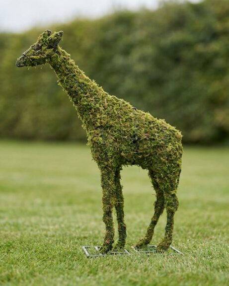 Giraffe Topiary, 73 inch Mossed