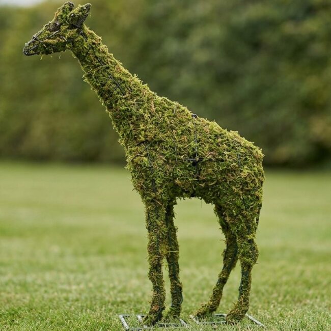 Giraffe Topiary, 73 inch Mossed