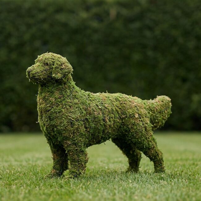 Golden Retriever Topiary, 31 in. (Mossed)