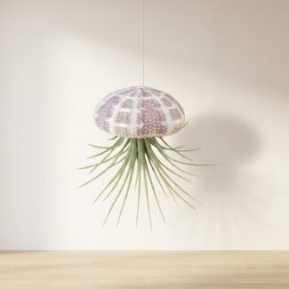 Hanging Striped Urchin with Air Plant (Large)