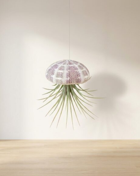 Hanging Striped Urchin with Air Plant (Large)