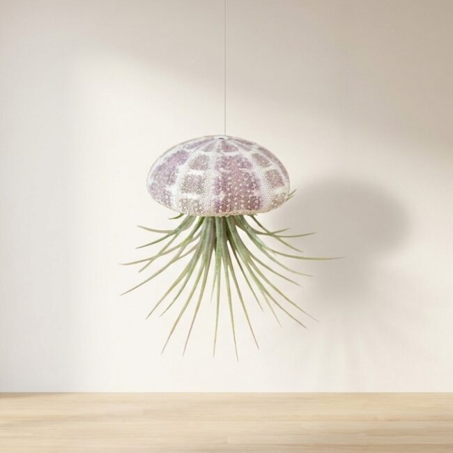 Hanging Striped Urchin with Air Plant (Large)