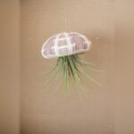 Hanging Green Urchin with Air Plant, Small