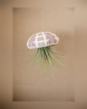 Hanging Green Urchin with Air Plant, Small
