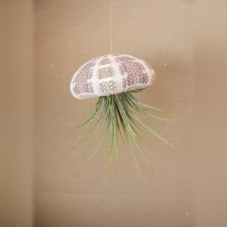 Hanging Green Urchin with Air Plant, Small