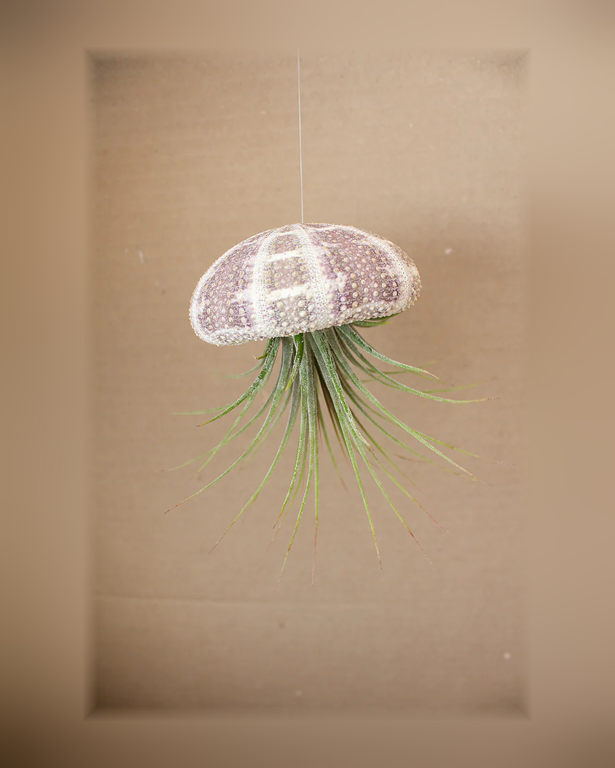 Hanging Green Urchin with Air Plant, Small Hanging Green Urchin with Air Plant, Small