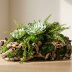 Driftwood Succulent Arrangement