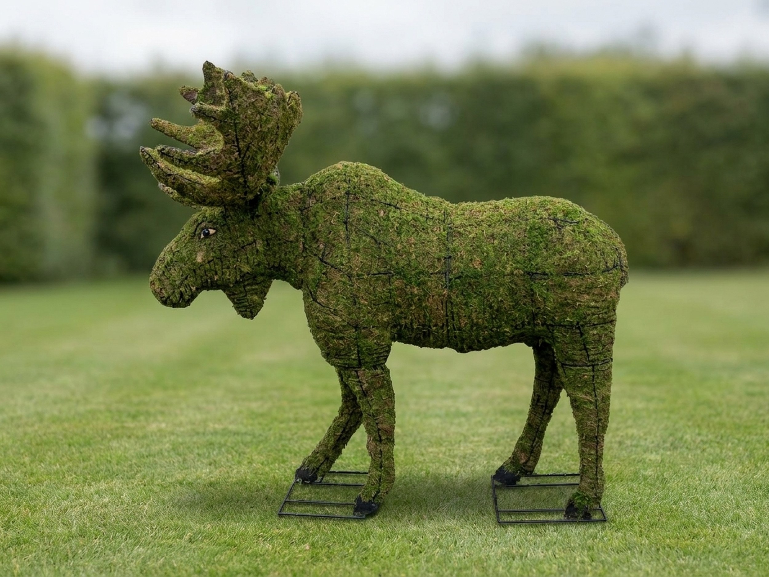 Moose Topiary, Mossed, 60 in Moose Topiary, Mossed, 60 in