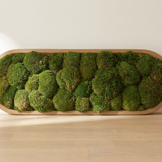 Moss Ball Wall Art in a Flat Bowl Tray