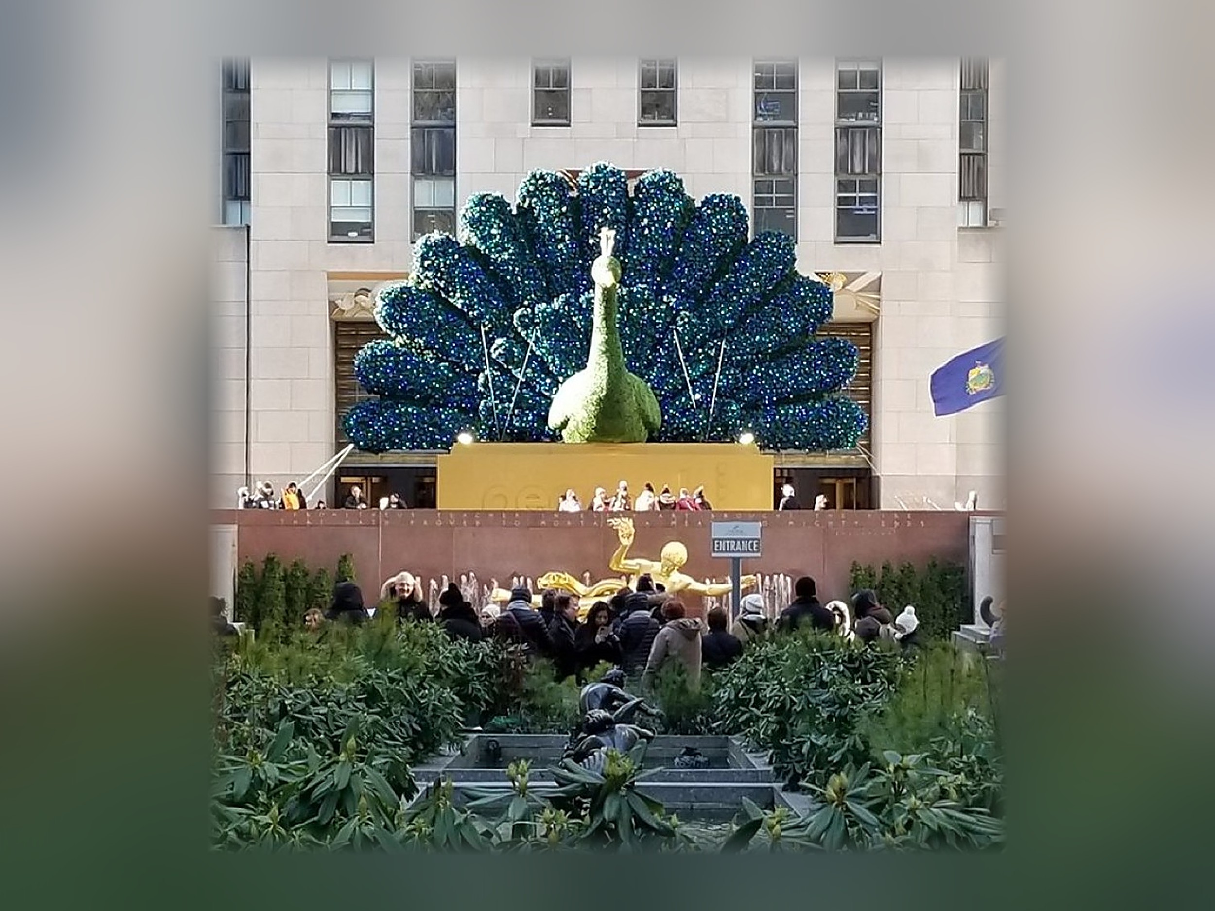 NBC Peacock Topiary, 40 Feet Tall NBC Peacock Topiary, 40 Feet Tall