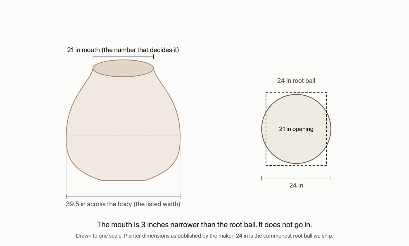 Scale drawing: a planter 39.5 inches across the body has a mouth of only 21 inches, three inches narrower than a 24 inch root ball