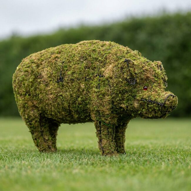 Pig Mossed Topiary, 12 in