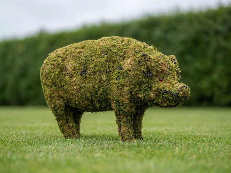 Pig Mossed Topiary, 12 in
