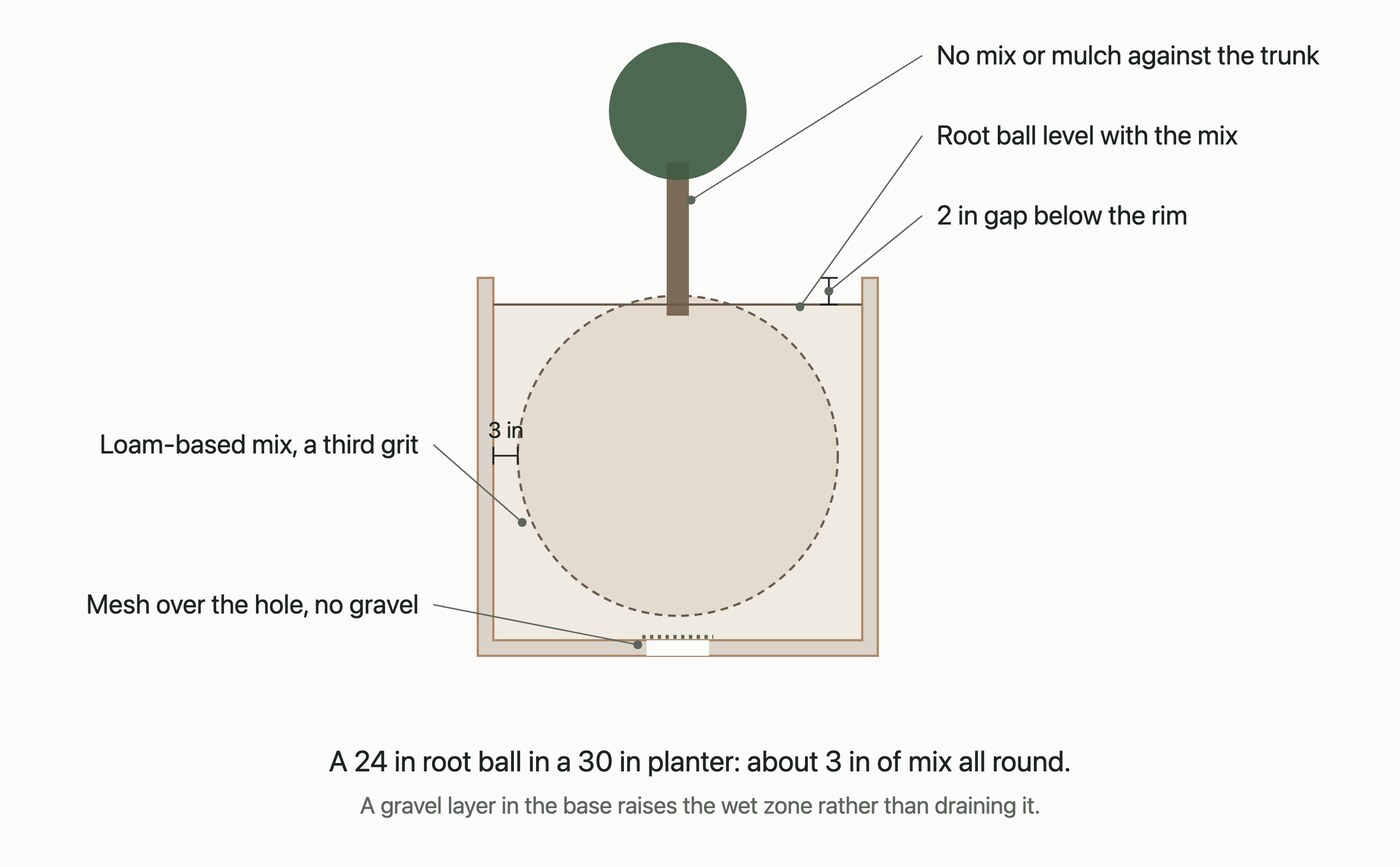 Cross-section of a live topiary planted in a container, showing the root ball level with the mix, a two inch watering gap, the trunk kept clear and mesh over the drainage hole