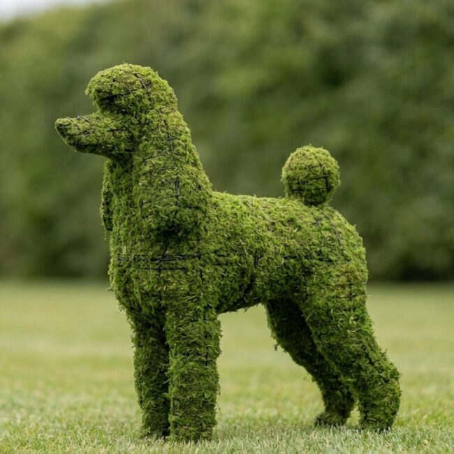 Mossed Poodle Topiary, 17 inch
