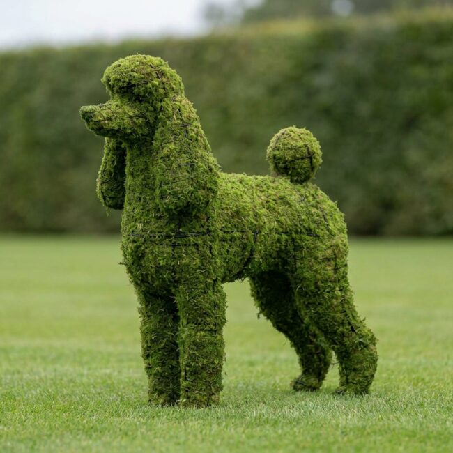 Poodle Topiary, 32 in. (Mossed)