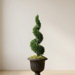 84 in Preserved Spiral Topiary in Juniper