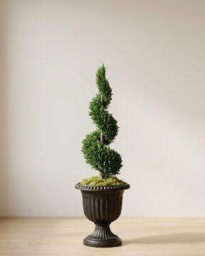 Spiral In Juniper Topiary, Preserved, 84 in