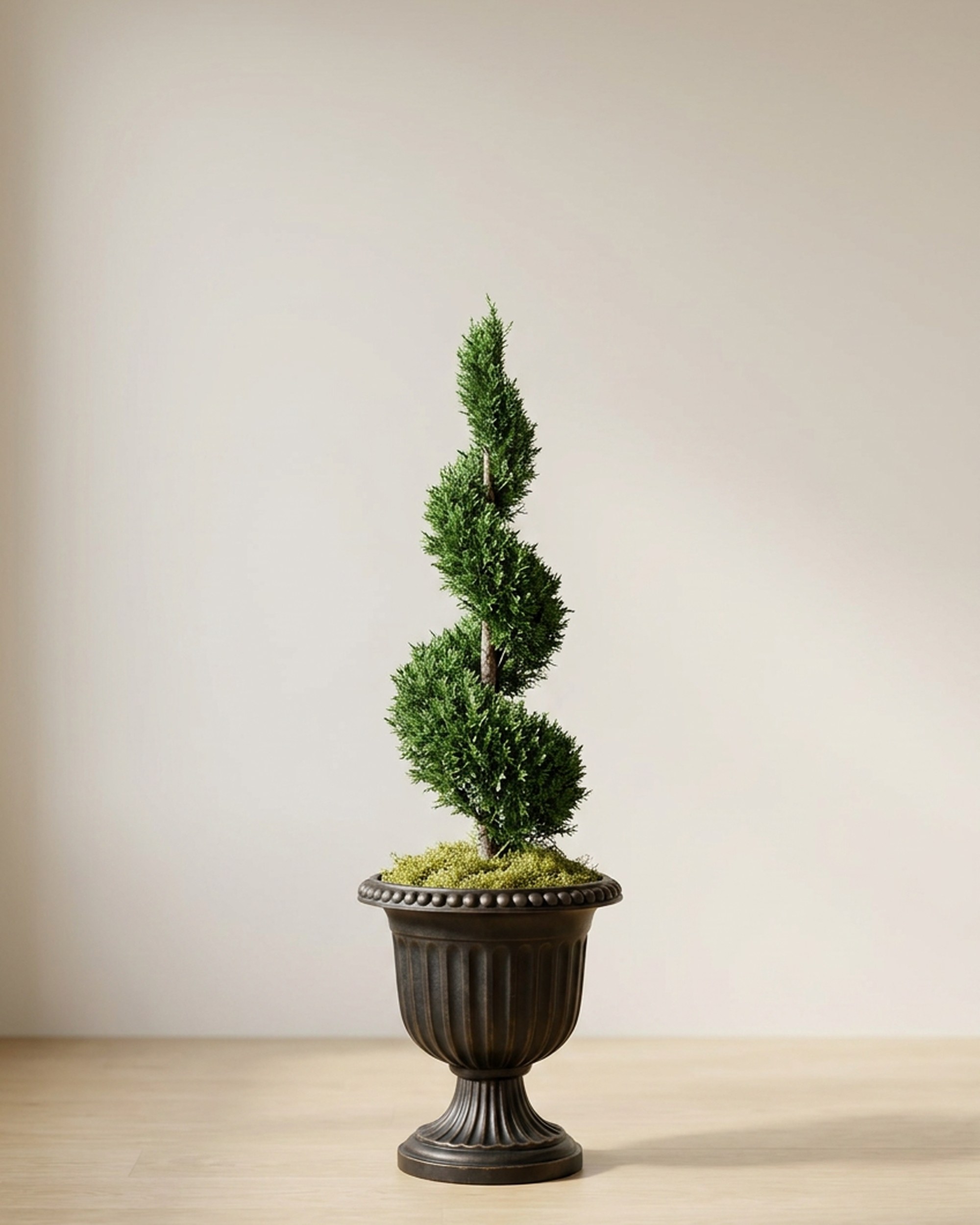 Spiral In Juniper Topiary, Preserved, 84 in Spiral In Juniper Topiary, Preserved, 84 in