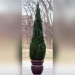 Preserved Cone Topiary in Juniper Foliage, 120 Inch
