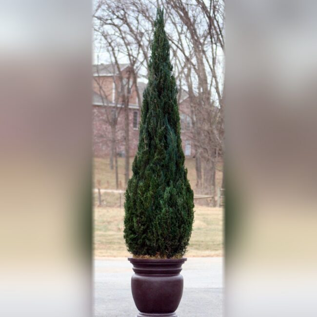 Preserved Cone Topiary in Juniper Foliage, 40 in – 10 ft