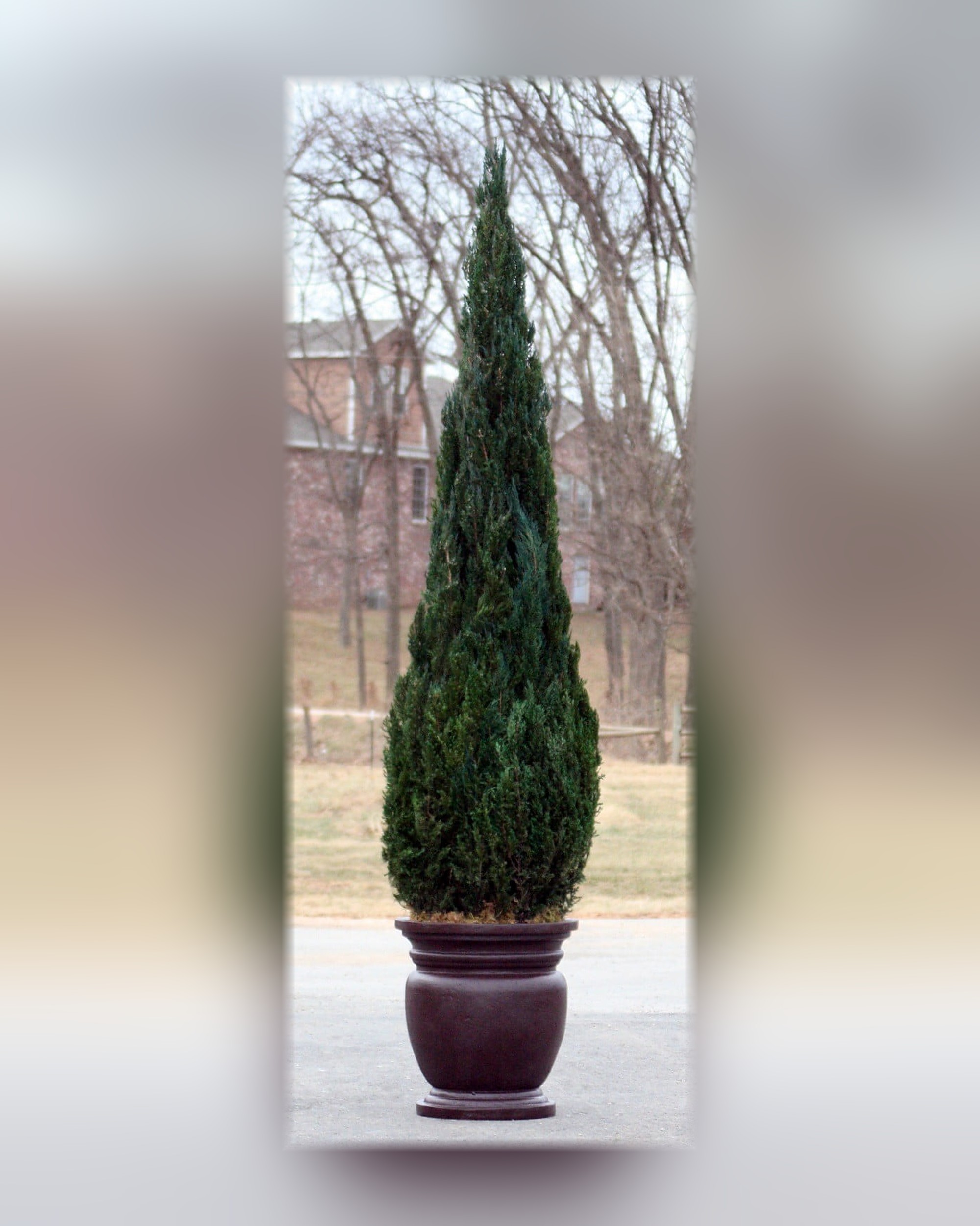 Preserved Cone Topiary in Juniper Foliage, 40 in – 10 ft Preserved Cone Topiary in Juniper Foliage, 40 in – 10 ft
