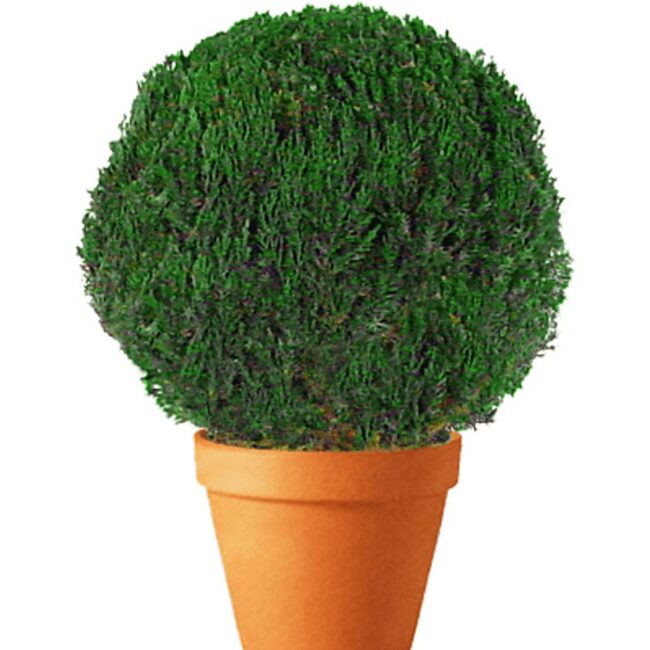 Preserved Juniper Globe Topiary, 30–36 in