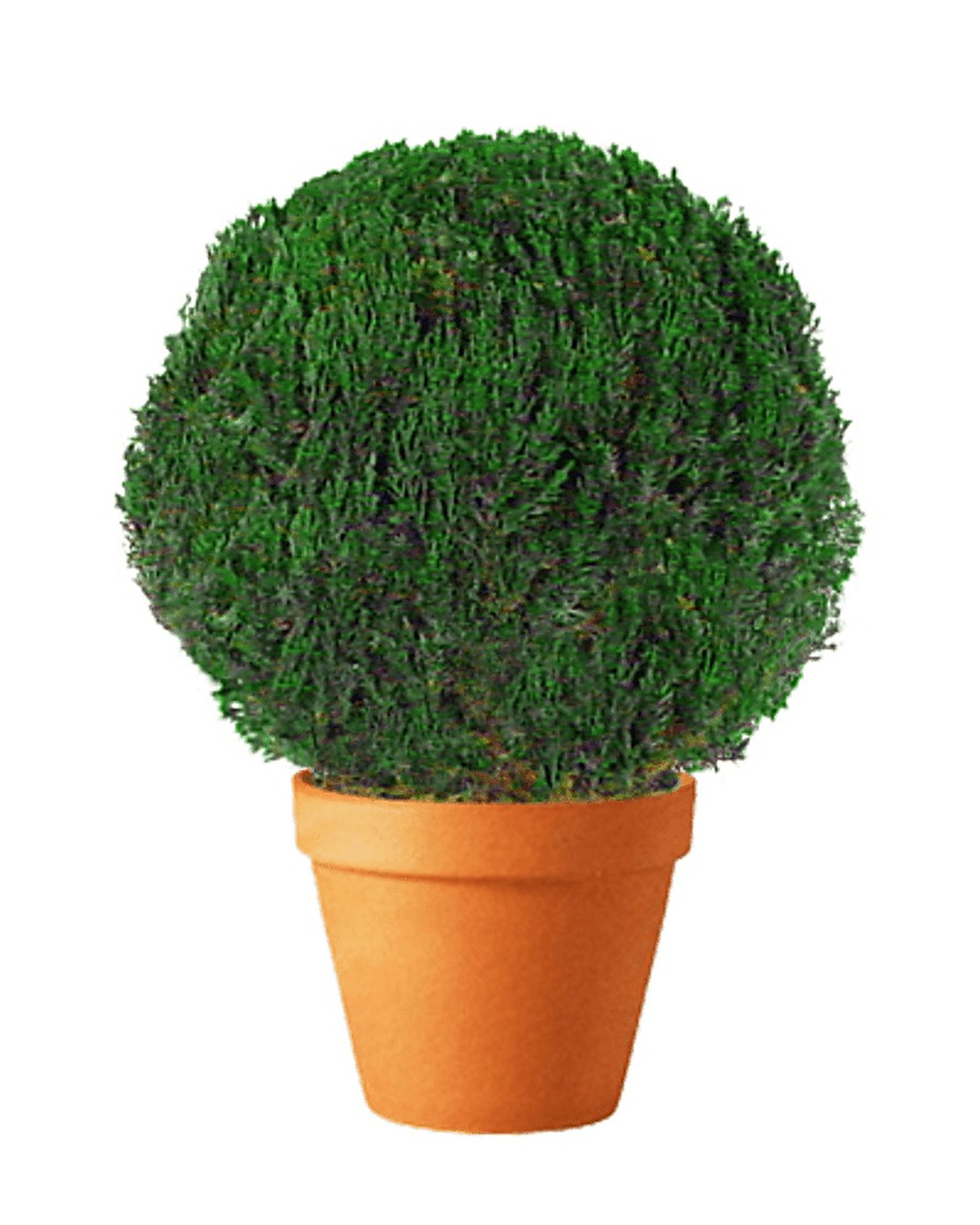 Juniper Globe Topiary, Preserved, 30–36 in Juniper Globe Topiary, Preserved, 30–36 in