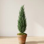 Preserved Natural Cone Topiary, 72 in