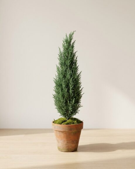 Preserved Natural Cone Topiary, 72 in